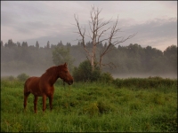 Equestrian horseback riding through the wild meadows of Baltic nature