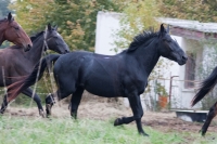 Book and ride on these beautiful horses in your best <a href="http://www.adventureride.eu/en/select-route">horseback riding vacation</a>