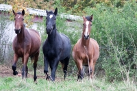 Book and ride on these beautiful horses in your best <a href="http://www.adventureride.eu/en/select-route">horseback riding vacation</a>
