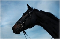 Explore and book your <a href="http://www.adventureride.eu/en/select-route/">horseback riding vacations</a>