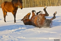 19.place | Explore and book your <a href="http://www.adventureride.eu/en/select-route/">horseback riding vacations</a>
