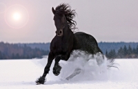 Explore and book your <a href="http://www.adventureride.eu/en/specials/">horseback riding vacations</a>