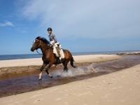 Empty beaches and freedom while galloping through the riverbed on the beach on <a href="http://www.adventureride.eu/en/select-dates/empty_beaches_of_slitere_national_park/">horseback riding vacation</a> in Slitere national park