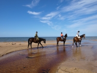 Sunny day with horses on the beach on <a href="http://www.adventureride.eu/en/select-dates/empty_beaches_of_slitere_national_park/">horseback riding vacation</a in Slitere national park