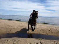 Jumping over the smallest of the rivers in <a href="http://www.adventureride.eu/en/select-dates/empty_beaches_of_slitere_national_park/">horseback riding vacation</a> in Slitere National park