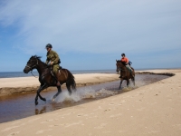 Freedom in the river! This is <a href="http://www.adventureride.eu/en/select-dates/empty_beaches_of_slitere_national_park/">horseback riding vacation</a> in Slitere National park
