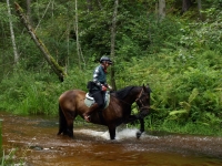 Wilderness of the nature in Latvia on <a href="http://www.adventureride.eu/en/select-dates/through_the_rivers_of_gauja_national_park/">horseback riding vacation</a> in Gauja national park