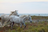Explore and book this <a href="http://www.adventureride.eu/en/select-route">horseback riding vacation</a>